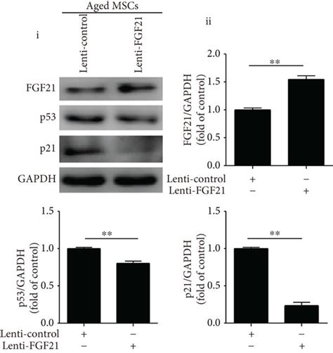 Overexpression Of Fgf In Aged Mscs Reduces Cell Senescence A