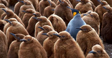 Faune Polaire Les Animaux Du Grand Nord Et De L Antarctique