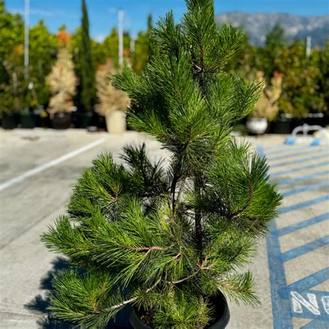 Japanese Black Pine Garden Bonsai Tree Candj Gardening Center