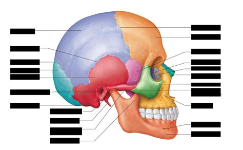 Sagittal View Of Skull