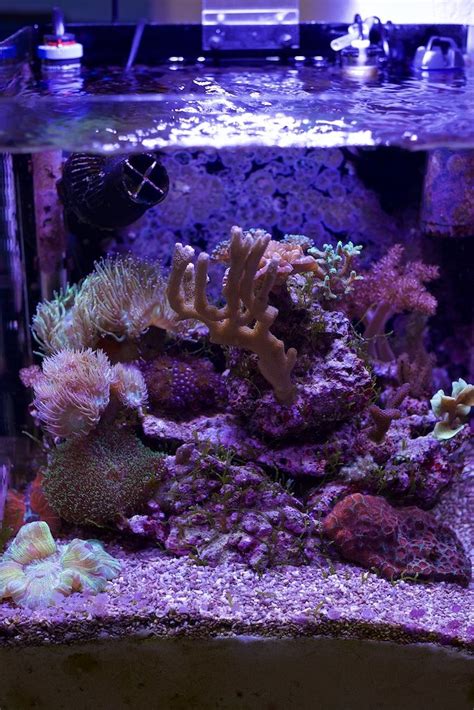 Nano Reef Mix Coral Tank Shots Nano Reef Community