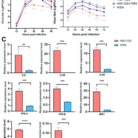 In Vitro Characterizations Of Wsn Ns1 D2i Mutated Viruses A Growth