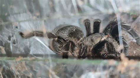 Curly Hair Tarantula Making Egg Sac Youtube