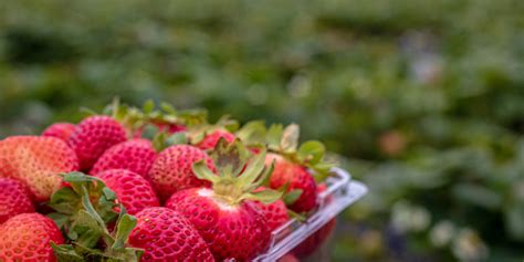 Best Places To Go Strawberry Picking In Perth Kelly Today