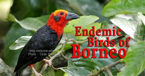 Endemic Birds of Borneo