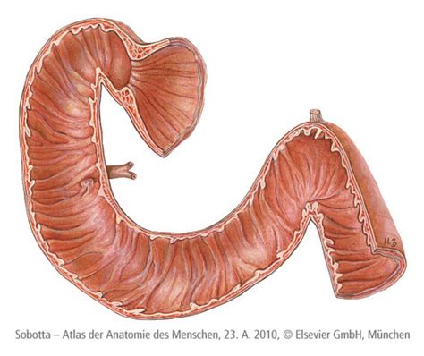 Duodenum Diagram Quizlet