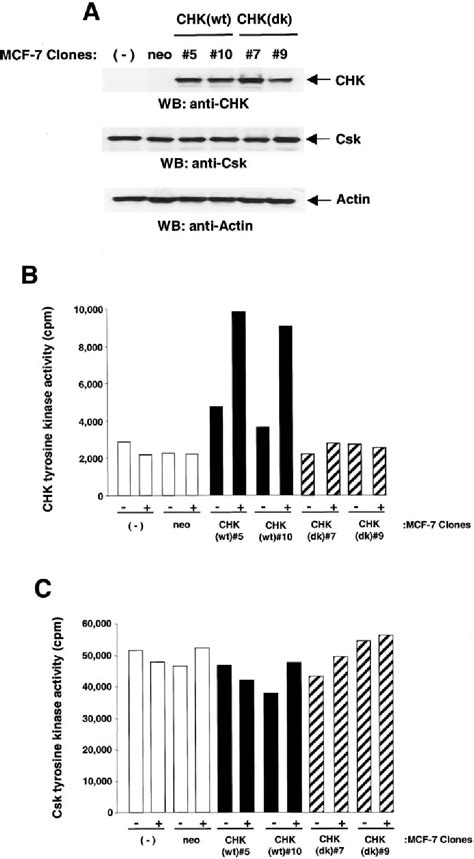 Figure From Functional Analysis Of Csk And Chk Kinases In Breast