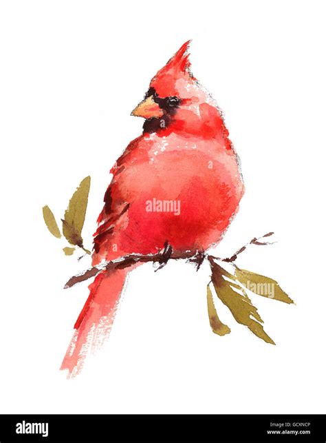 Watercolor Bird Red Cardinal Hand Painted Illustration Isolated On