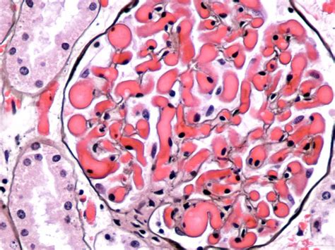 Histochemical Staining Techniques | Histology