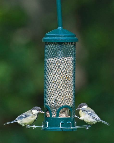 Squirrel Buster Mini Feeder | NHBS Practical Conservation Equipment