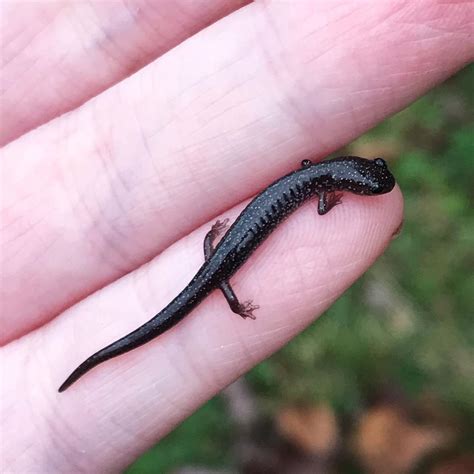 Eastern Red Backed Salamander Lead Phase On My Pinky Finger R