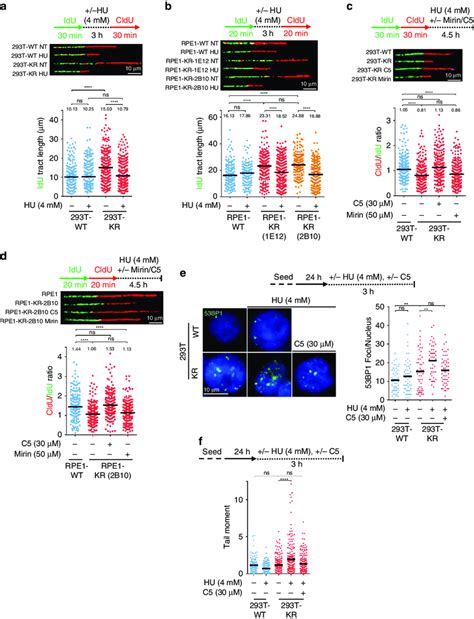 PCNA K164R Cells Exhibit DNA2 Mediated Nascent DNA Degradation A B