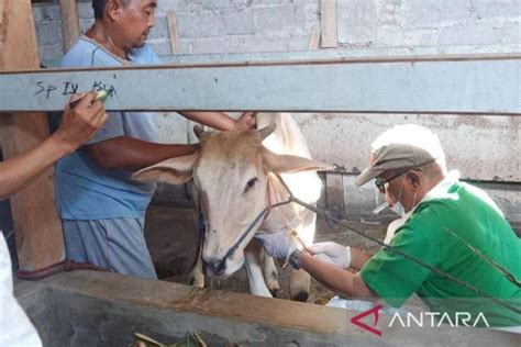 Waduh Ratusan Sapi Di Probolinggo Diduga Terjangkit Wabah Penyakit Pmk