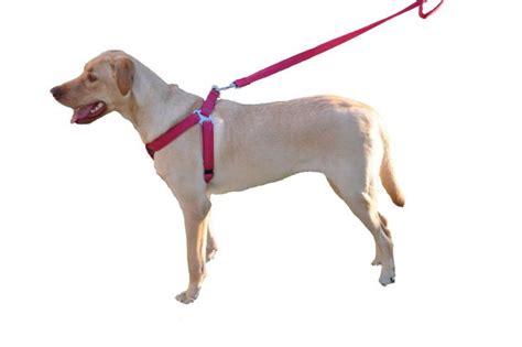 How To Put On A Dog Harness The Step By Step Guide