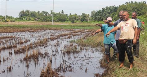 Sungai Cetek Pesawah Pening Kepala Harian Metro