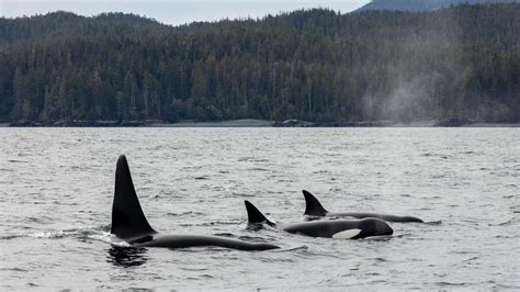 Port Hardy Avistamiento De Nutrias Marinas Y Ballenas Getyourguide