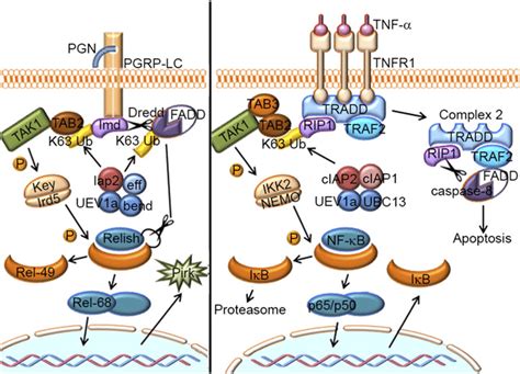 Schematic Representation Of The Drosophila Imd Pathway And Human Tnfr Download Scientific