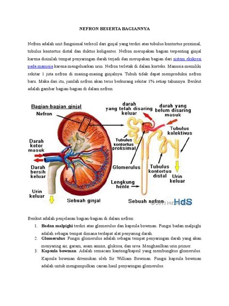 Sebutkan Bagian Bagian Ginjal Dan Fungsinya