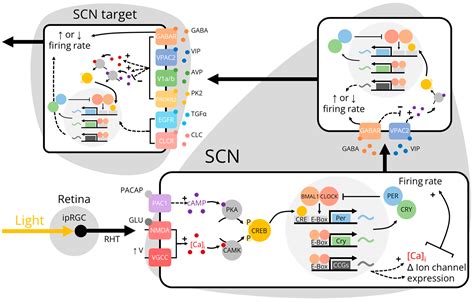 Biology Free Full Text Inputs And Outputs Of The Mammalian Circadian Clock