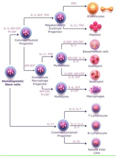 Lecture 4 Part 1 Leukopoiesis And White Cell Pathology Flashcards