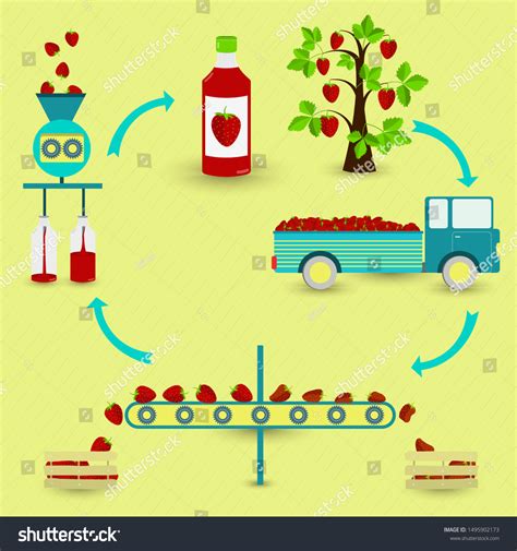 7,557 Strawberry production Images, Stock Photos & Vectors | Shutterstock