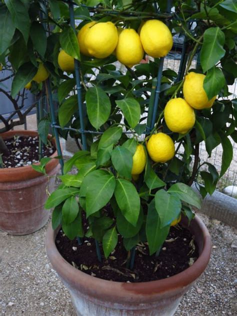 Pianta Di Limone Tutti I Consigli E Le Dritte Su Come Coltivarla