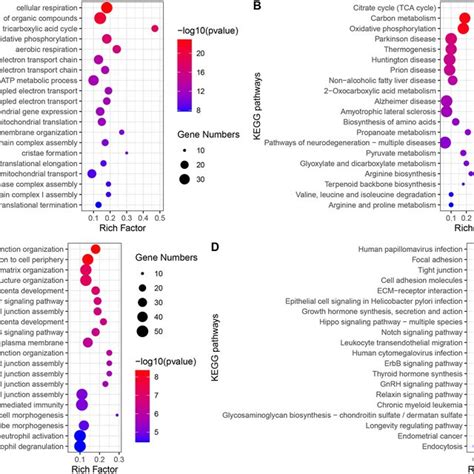 Go Bp And Kegg Pathways Enrichment Analysis A Biological Processes