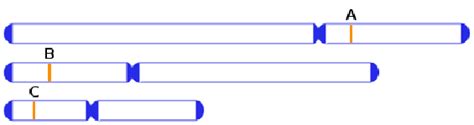 Illustration of the three chromosomes of S. pombe genome marked with... | Download Scientific ...