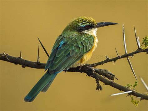 Somali Bee Eater Merops Revoilii By Francesco Veronesi Spezies