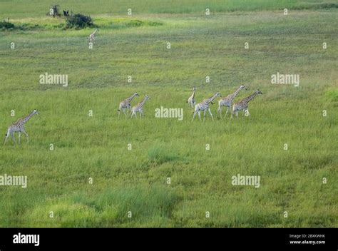 Aerial View Of Giraffe Running On The Savanna Of The Okavango Delta In