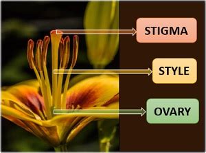 What is Gynoecium? Definition, Types, Video, Structure & Classification ...