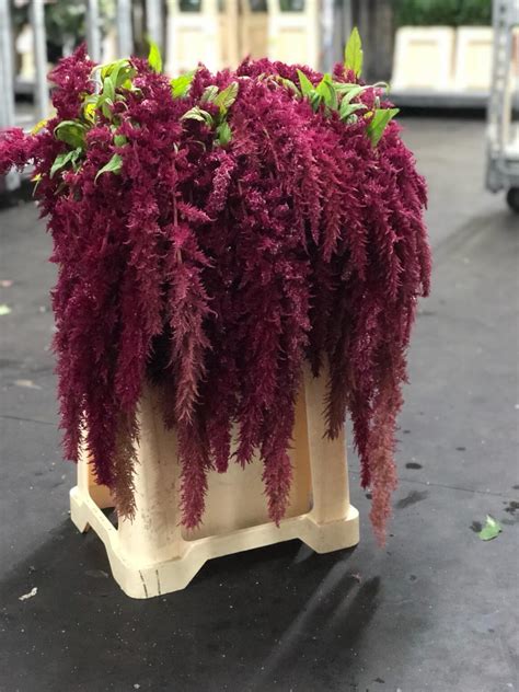 Amaranthus Hanging Red Spider Eur Wafex