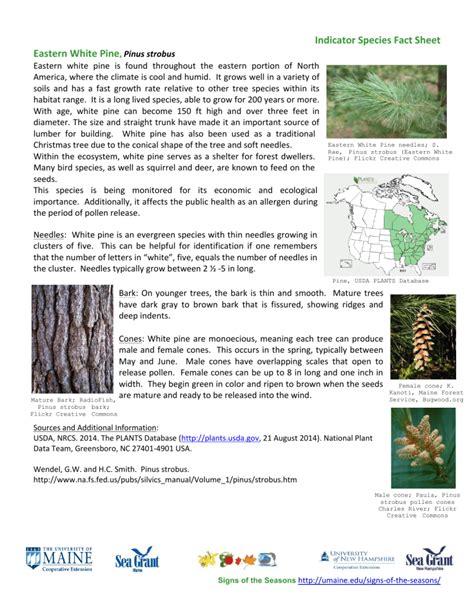 Indicator Species Fact Sheet Eastern White Pine Pinus Strobus