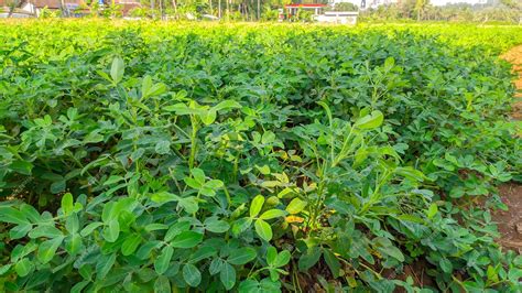 Premium Photo Peanut Plant Or Arachis Hypogaea