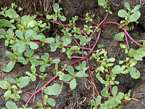 Common Lawn Weeds To Destroy Before Sowing New Grass