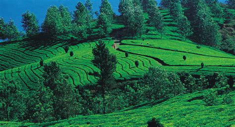 Coffee Plantation In Kerala