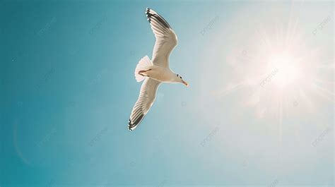 Fondo Una Sola Gaviota Volando En Un Cielo Azul Fondo Aire Solo