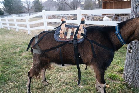 Classic Pack Goat Saddle The Modernized Traditional Cross Buck Design