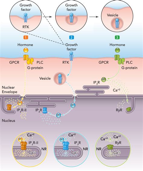 Figure From Decoding Calcium Signaling Across The Nucleus Semantic