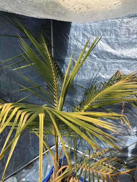 Coconut Palms In Zone 9b Discussing Palm Trees Worldwide Palmtalk