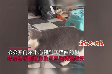 弟弟开门不小心踩到猫咪脚！猫咪眼中带泪骂骂咧咧，网友：骂挺狠