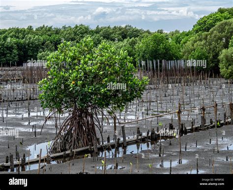 Planting Mangrove Forests To Reduce The Impact Of Coastal Erosion And