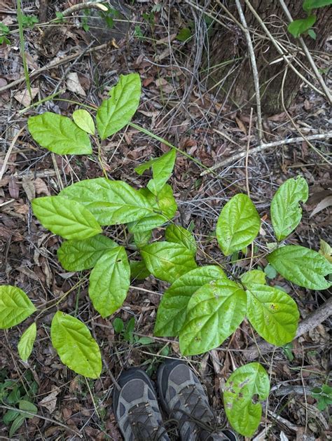 Dicots From Mount Mellum QLD 4550 Australia On November 27 2023 At 05