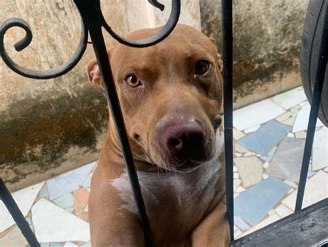 No AP Pit Bull de 6 anos morre após ingerir comida envenenada latido