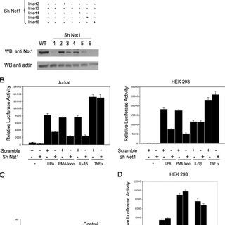 Net1 Depletion Reduces NF B Activation A Upper Jurkat Cells