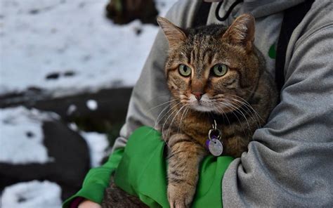 Frentes Fr Os Protege A Tu Mascota De Las Bajas Temperaturas Con Estos