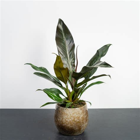 Philodendron autumn - Mała Szklarnia