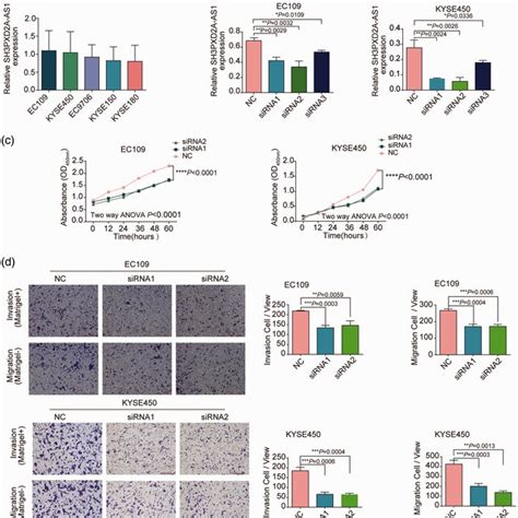 Sh3pxd2a As1 Promotes Escc Cell Proliferation Migration And Invasion