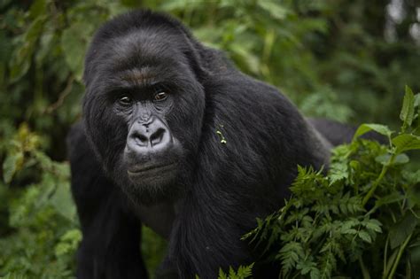 Days Gorilla Trekking In Bwindi Impenetrable National Park Uganda