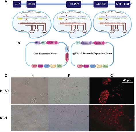 Figure From Knockout Of Birc Gene By Crispr Cas Induces Apoptosis